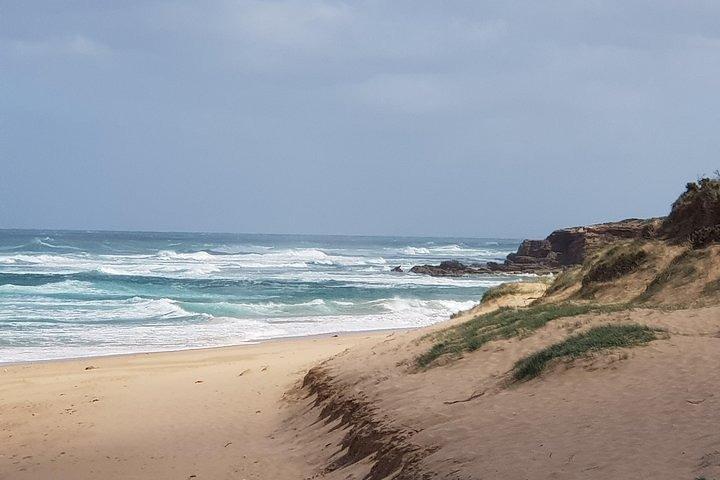 Phillip Island Penguin and wildlife Tour