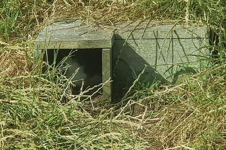 Phillip Island Penguin and wildlife Tour
