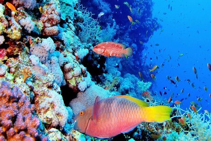 Special Snorkeling Day Trip to the Red Sea in Safaga from Luxor