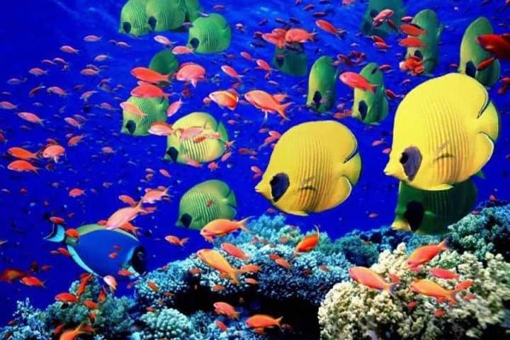 Amazing Snorkeling Trip to Utopia Island in Safaga from Luxor