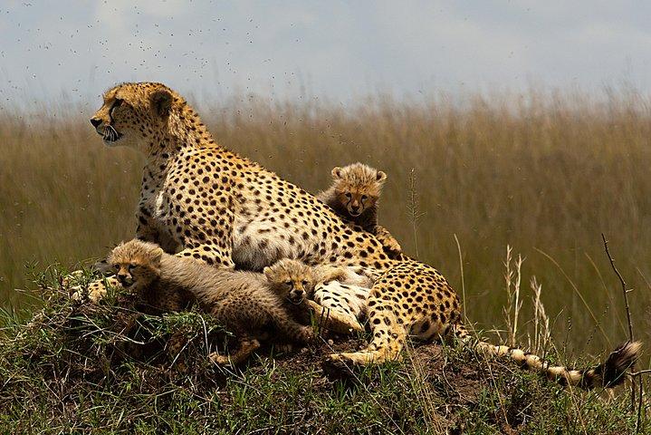 2 days - Masai mara Private Guided Tour from Nairobi