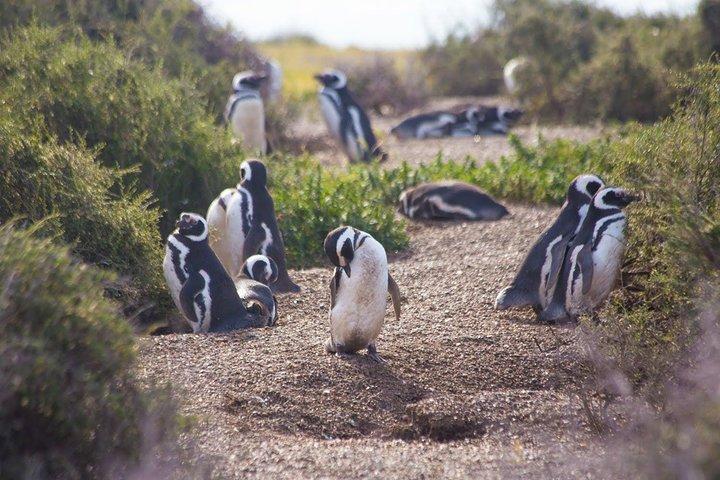 Punta Tombo Tour, the Penguin Experience