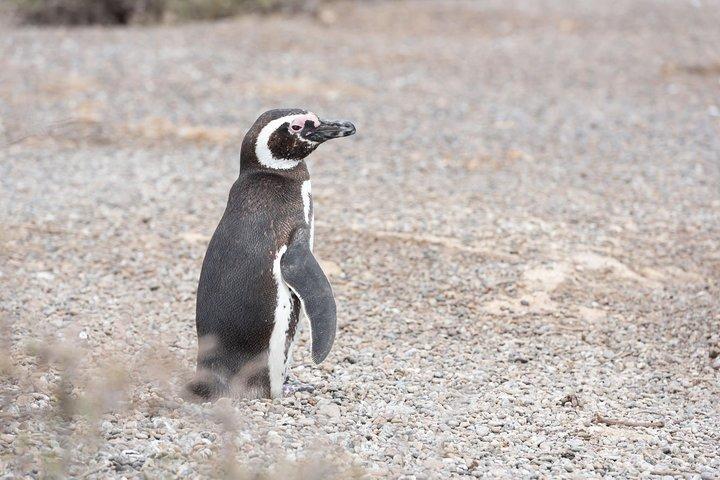 Punta Tombo Tour, the Penguin Experience