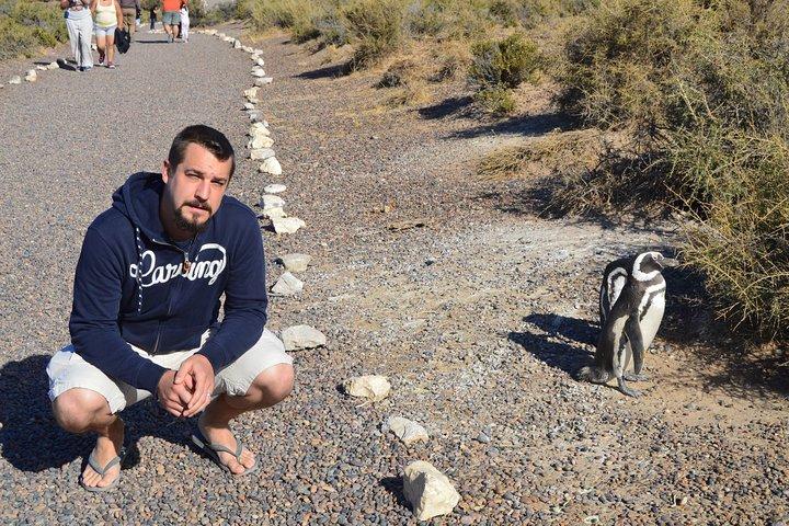 Punta Tombo Tour, the Penguin Experience