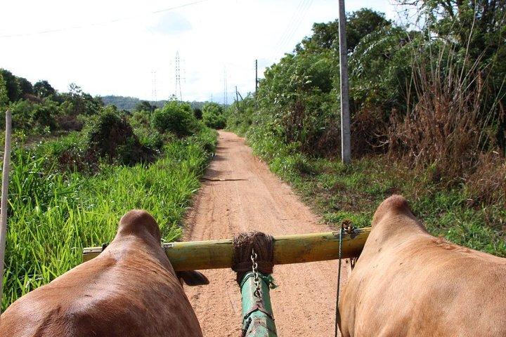 Pidurangala & Hiriwaduna Village Tour From Colombo