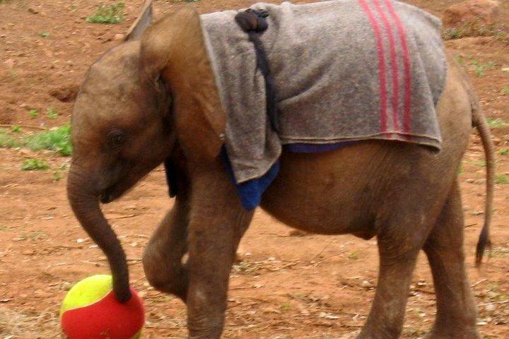 Nairobi Guided Day Tour to Giraffe Center & Elephant Orphanage