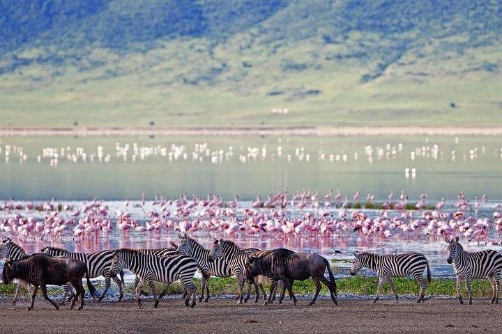 2-Day Flamingo Tour to Lakes Bogoria and Nakuru from Nairobi