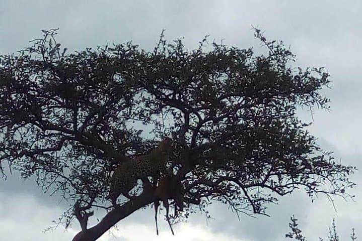 9 Day Mgahinga Gorilla Trek Mara Lake Nakuru & Naivasha Park