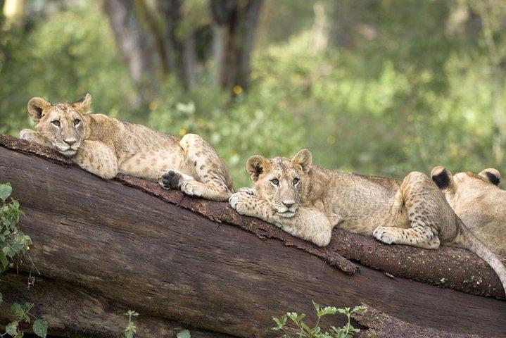 Haller Park Half-Day Tour from Mombasa