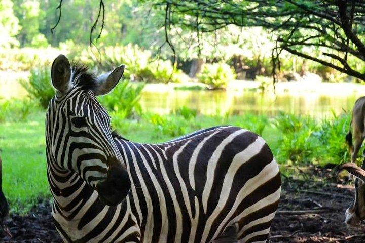 Haller Park Half-Day Tour from Mombasa