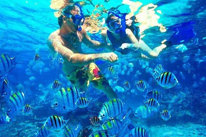 Day trip to Sea wolf submarine & snorkeling trip