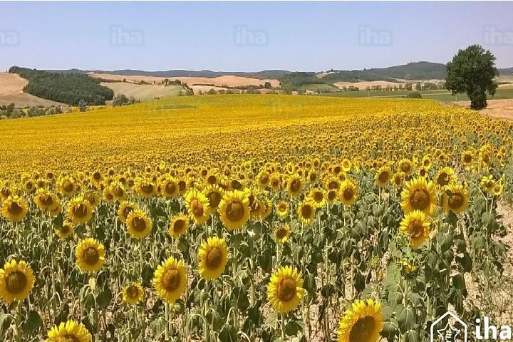 Under the Tuscan Sun Tour from Rome-Cortona & Montepulciano 1 day