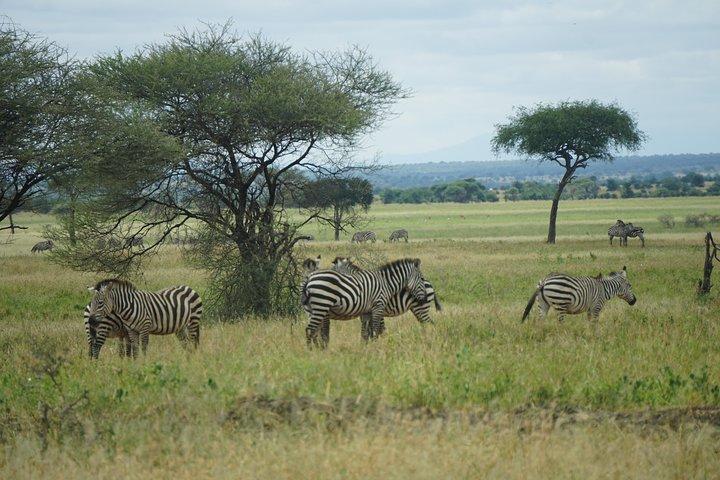 Tarangire National Park