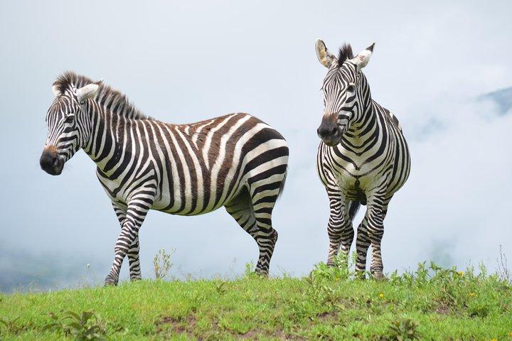 4 days Authentic honeymoon safari Serengeti and ngongoro crater