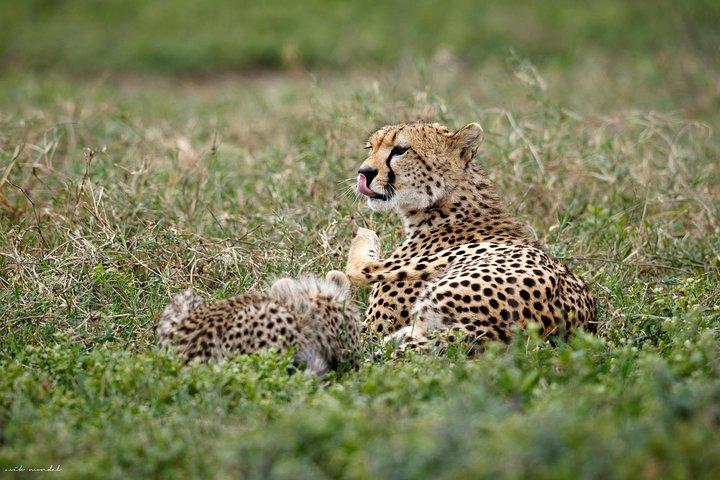 3 Days Luxury Lodge Safari in Tanzania
