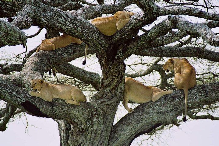 3 Days Maasai Mara Guided Safari on 4x4 Land Cruiser from Nairobi