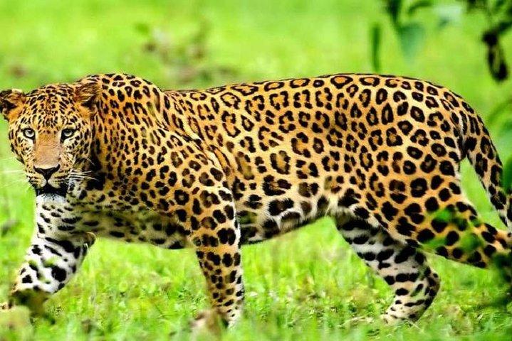 3 Days Maasai Mara Guided Safari on 4x4 Land Cruiser from Nairobi