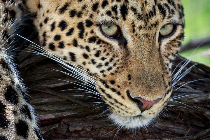 3 Days Luxury Lodge Safari in Tanzania