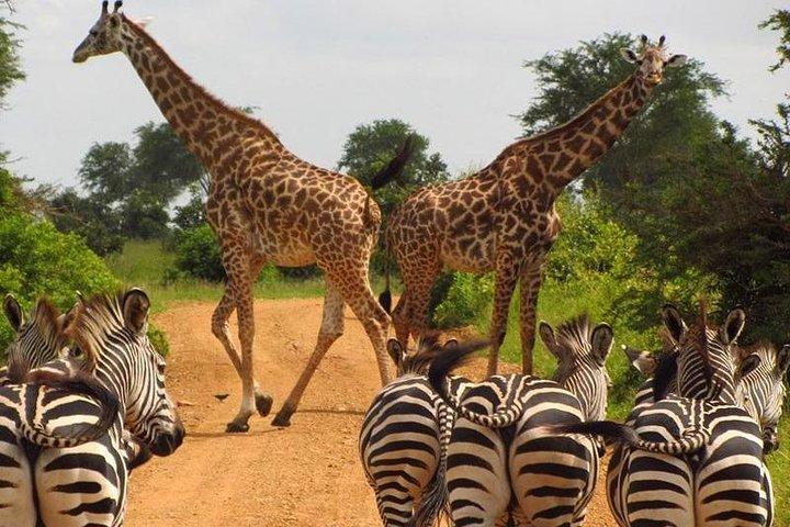 Nairobi National Park Half Day Tour From Nairobi