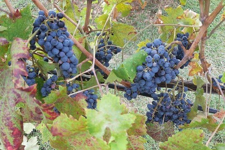 "Sweet Hills of Chianti & San Gimignano" with Lunch & 2 Tastings