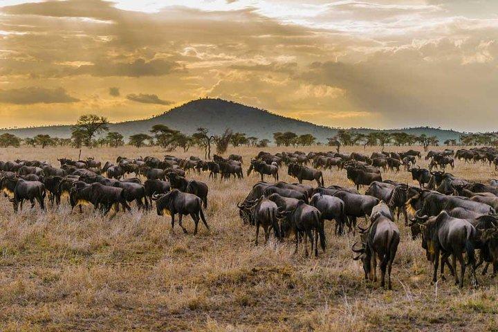 6Days Migration Safari