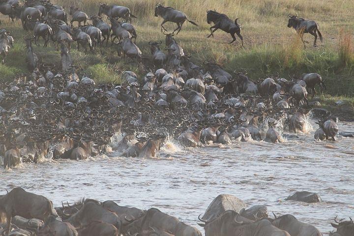 6Days Migration Safari