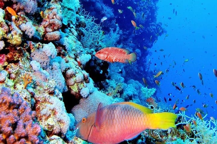 Amazing Snorkeling Trip to Utopia Island in Safaga from Luxor