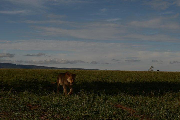 4 Days Tarangire ,Serengeti &Ngorongoro crater group Tour