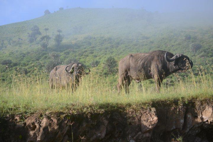 6 Days lodge &camping tour Serengeti ,Tarangire ,Ngorongoro Crater and Manyara