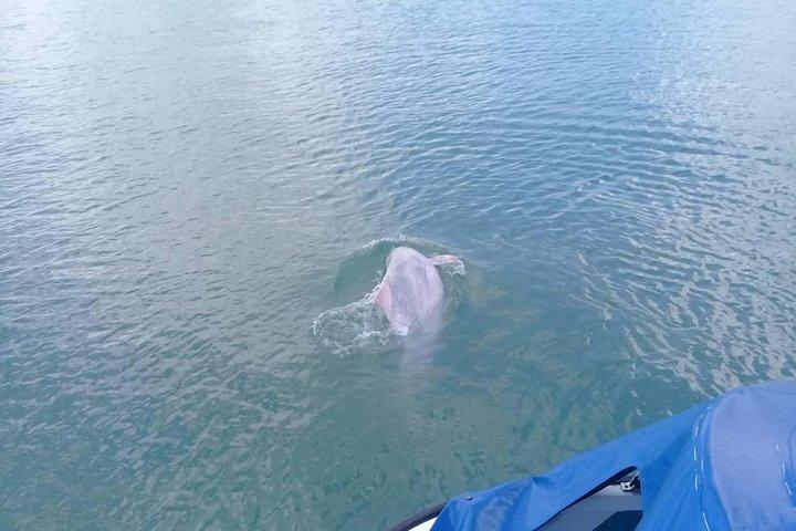 Pink Dolphin & Pig Island with Snorkeling Full Day Experience