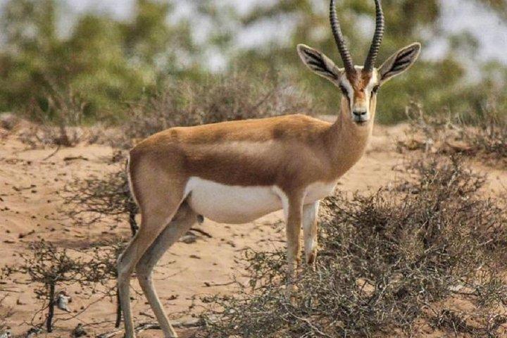 Visit Souss National Park