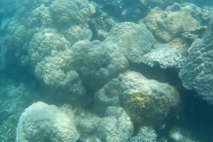 Snorkeling At Misali Island