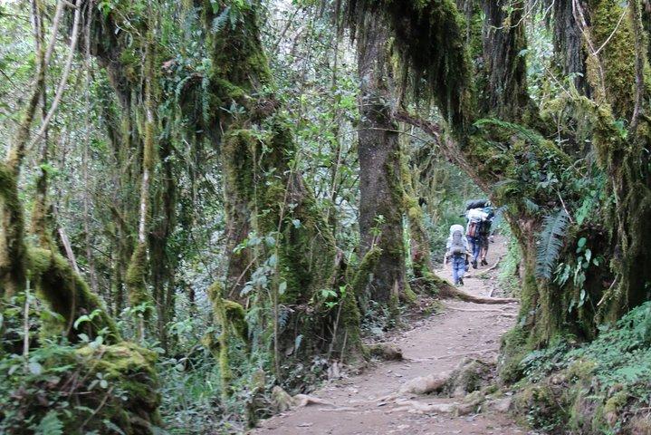Mount Kilimanjaro Day Hike