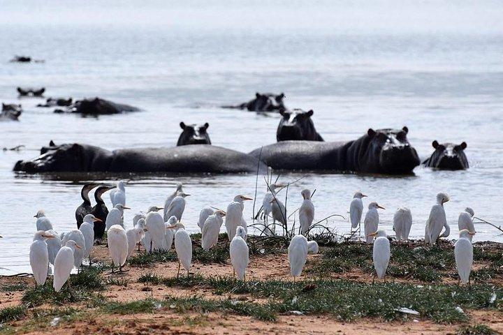 Day Tour To Lake Nakuru Park With Optional Boat Ride at Lake Naivasha