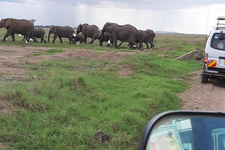 Day Tour To Amboseli National Park From Nairobi