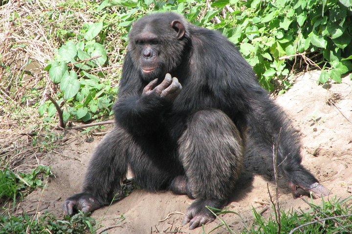 Ol Pejeta Conservancy Guided Day Tour From Nairobi