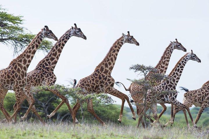 Ol Pejeta Conservancy Guided Day Tour From Nairobi