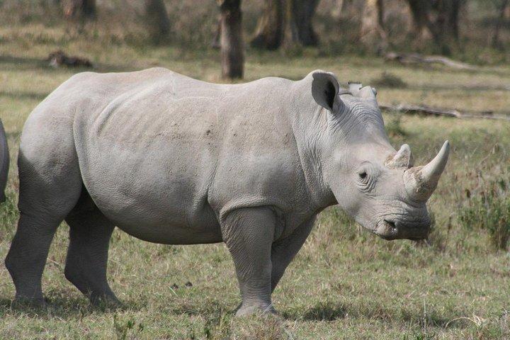 Ol Pejeta Conservancy Guided Day Tour From Nairobi