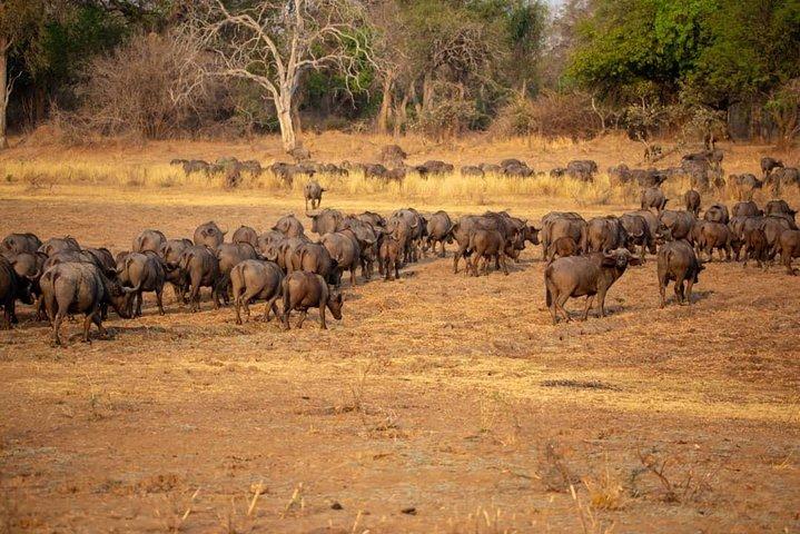 Private 6-Day Wildebeest Migration Safari + Hazdabe Lake Eyasi