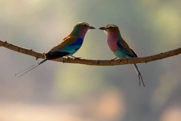 10-Day Nature Wildlife Experience Safari with Boat Trip