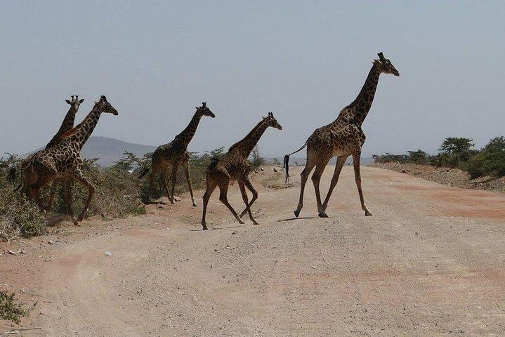 Nairobi tour and giraffe centre