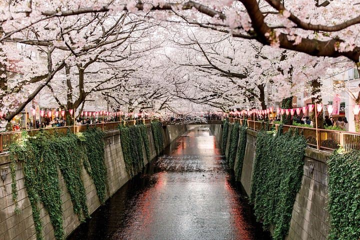 Tokyo Private Customizable Half Day Tour