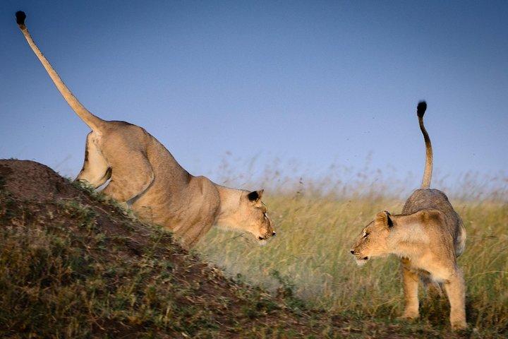 Full Day Lake Nakuru National Park with complimentary boat ride