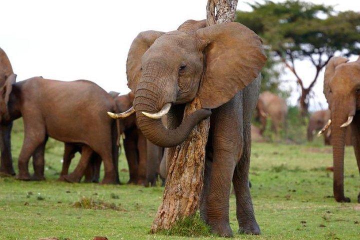 Nakuru and Naivasha Lake Maasai Mara 5-Day Private Safari