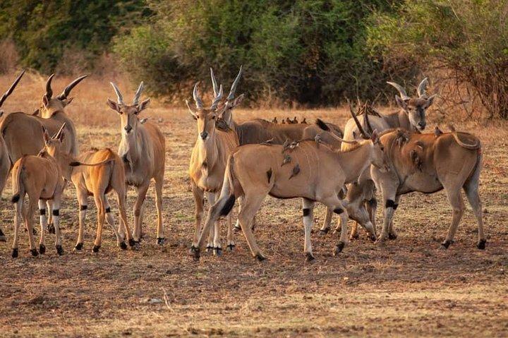 5-Day Norther Tanzania Luxury Safari