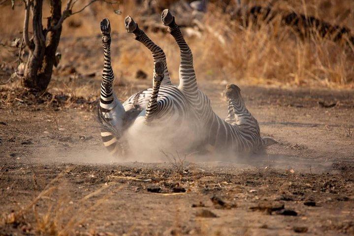 5-Day Norther Tanzania Luxury Safari