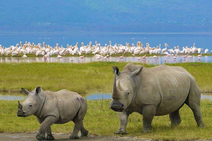 Full Day Lake Nakuru National Park with complimentary boat ride