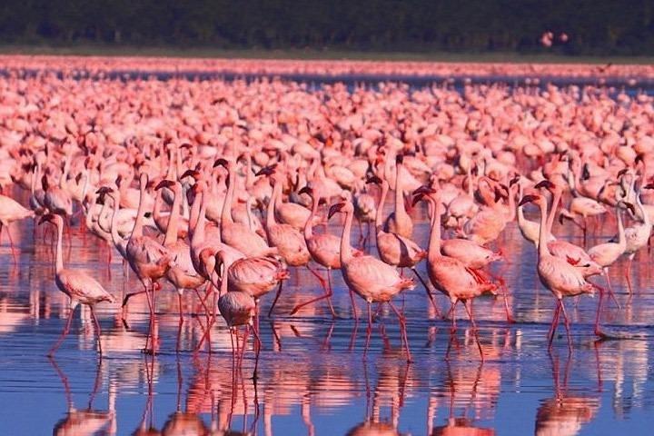 Full Day Lake Nakuru National Park with complimentary boat ride