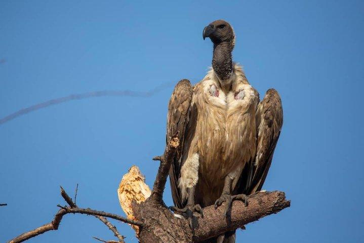 10-Day Northern Tanzania Wildlife Experience