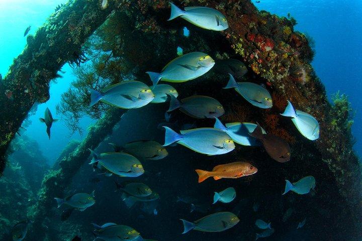 Day Trip certified divers - 3 Dives in Tulamben (pick-up & drop-off included)